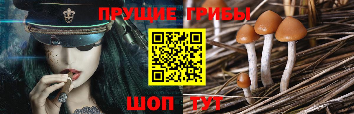 Псилоцибиновые грибы мицелий  купить наркотик  Орехово-Зуево  Вход с VPN 